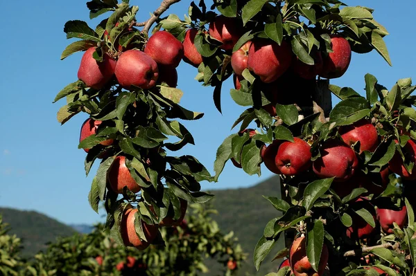 Mele del Trentino