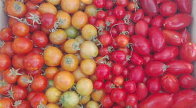 Settimana della Dieta Mediterranea: tappa in provincia di Brindisi dall&rsquo...